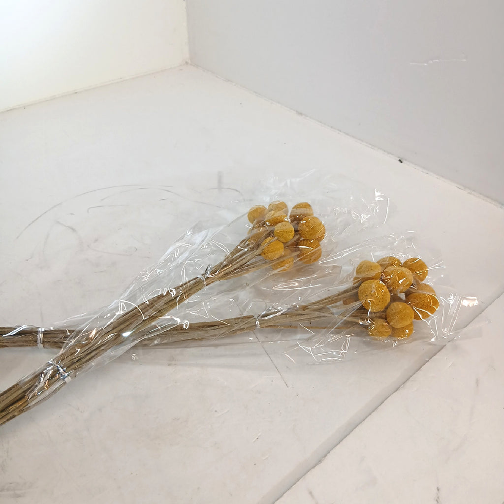 Craspedia Trockenblumen-Strauß, 32 Kugeln, goldgelb – Wie neu