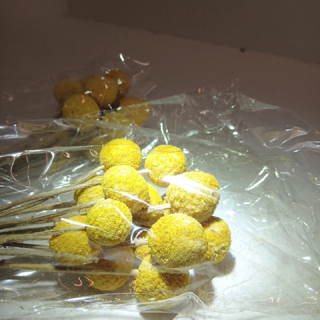 Craspedia Trockenblumen-Strauß, 32 Kugeln, goldgelb – Wie neu