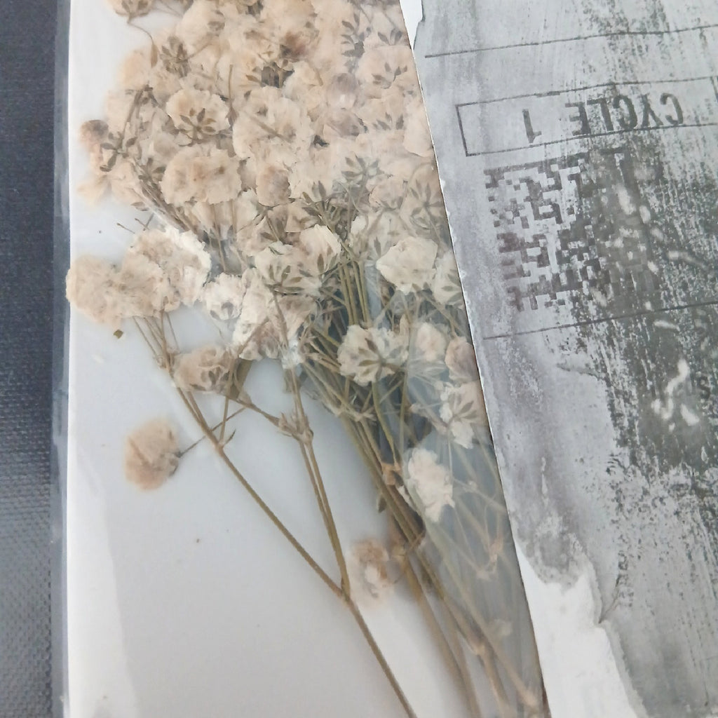 Paniculata Trockenblumen Floristik Weiße Kleine Natürliche – Sehr gut